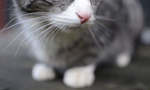 开云体育平台APP-欧冠淘汰赛之夜，久保建英用脚说话，亚洲足球的暗夜正在破晓