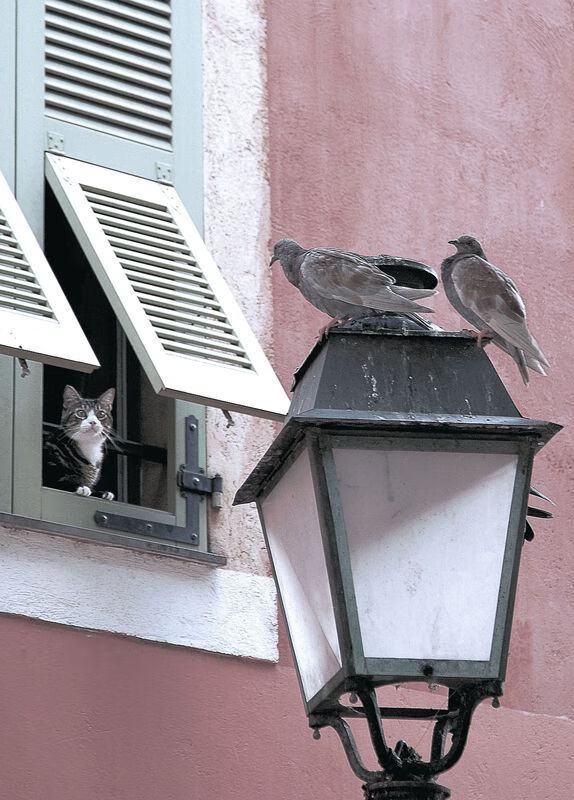 开云下载-欧文独揽38分上演封神之夜，上海男篮摧枯拉朽全面压制猛龙！